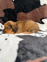 Scarlet, a female Miniature Dachshund for sale in Woodway, TX – Photo 8 of 9