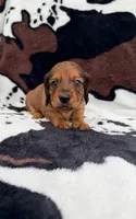 Scarlet, a female Miniature Dachshund for sale in Woodway, TX – Photo 2 of 9