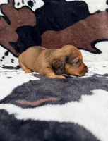 Scarlet, a female Miniature Dachshund for sale in Woodway, TX – Photo 6 of 9
