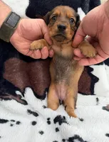 Scarlet, a female Miniature Dachshund for sale in Woodway, TX – Photo 9 of 9