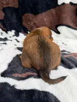 Scarlet, a female Miniature Dachshund for sale in Woodway, TX – Photo 7 of 9