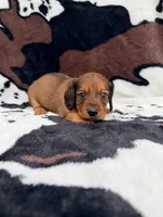 Scarlet, a female Miniature Dachshund for sale in Woodway, TX – Photo 4 of 9