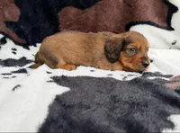 Scarlet, a female Miniature Dachshund for sale in Woodway, TX – Photo 1 of 9