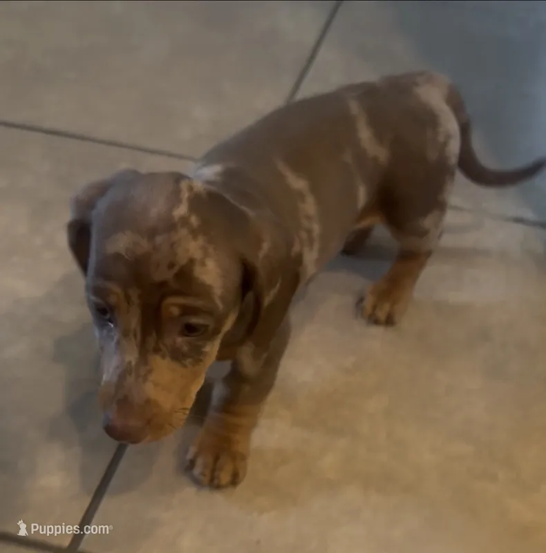 Penny – Miniature Dachshund puppy for sale in Woodway, TX