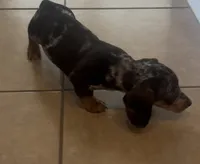 Peanut, a male Miniature Dachshund for sale in Woodway, TX – 5 of 9