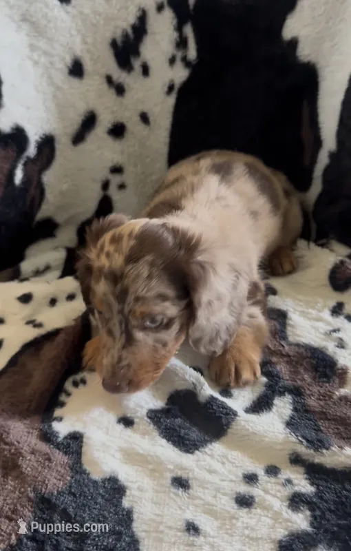 Oscar – Miniature Dachshund puppy for sale in Woodway, TX