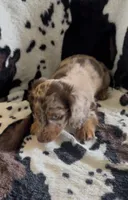 Oscar, a male Miniature Dachshund for sale in Woodway, TX – 1 of 1