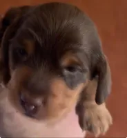 Zeus , a male Miniature Dachshund for sale in Woodway, TX – Photo 1 of 3