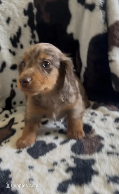 Dash – Miniature Dachshund puppy for sale in Woodway, TX
