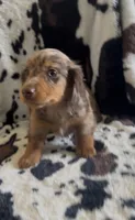 Dash, a male Miniature Dachshund for sale in Woodway, TX – 1 of 1