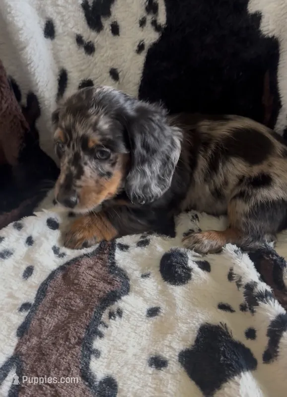 Coco – Miniature Dachshund puppy for sale in Woodway, TX
