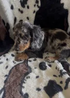 Coco, a female Miniature Dachshund for sale in Woodway, TX – 1 of 1