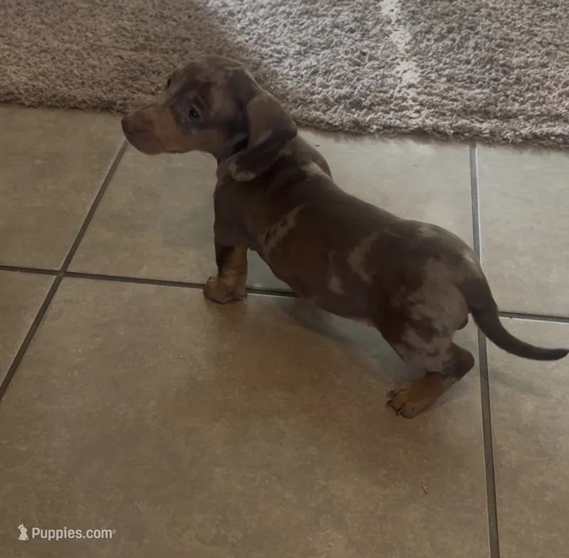 Penny – Miniature Dachshund puppy for sale in Woodway, TX