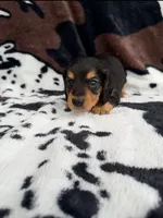 Onyx, a male Miniature Dachshund for sale in Woodway, TX – Photo 2 of 6