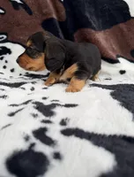 Onyx, a male Miniature Dachshund for sale in Woodway, TX – Photo 3 of 6