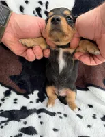 Onyx, a male Miniature Dachshund for sale in Woodway, TX – Photo 6 of 6