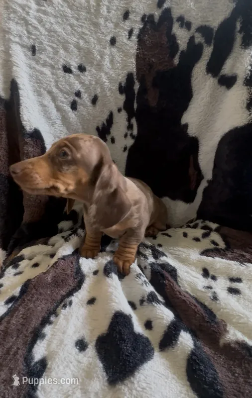 Penny – Miniature Dachshund puppy for sale in Woodway, TX