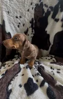 Penny, a female Miniature Dachshund for sale in Woodway, TX – 1 of 1
