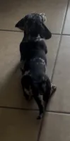 Peanut, a male Miniature Dachshund for sale in Woodway, TX – 6 of 9