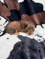 Smokey, a male Miniature Dachshund for sale in Woodway, TX – Photo 4 of 8