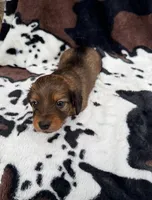 Smokey, a male Miniature Dachshund for sale in Woodway, TX – Photo 2 of 8