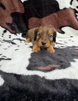 Smokey, a male Miniature Dachshund for sale in Woodway, TX – Photo 8 of 8