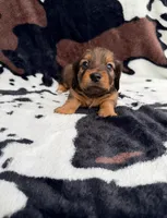 Smokey, a male Miniature Dachshund for sale in Woodway, TX – Photo 1 of 8