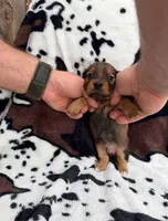 Smokey, a male Miniature Dachshund for sale in Woodway, TX – Photo 6 of 8