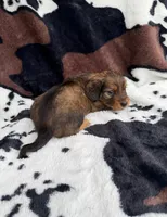 Smokey, a male Miniature Dachshund for sale in Woodway, TX – Photo 3 of 8