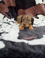 Smokey, a male Miniature Dachshund for sale in Woodway, TX – Photo 7 of 8