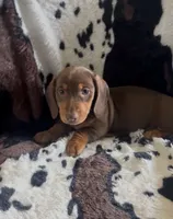 Rusty, a male Miniature Dachshund for sale in Woodway, TX – 1 of 1