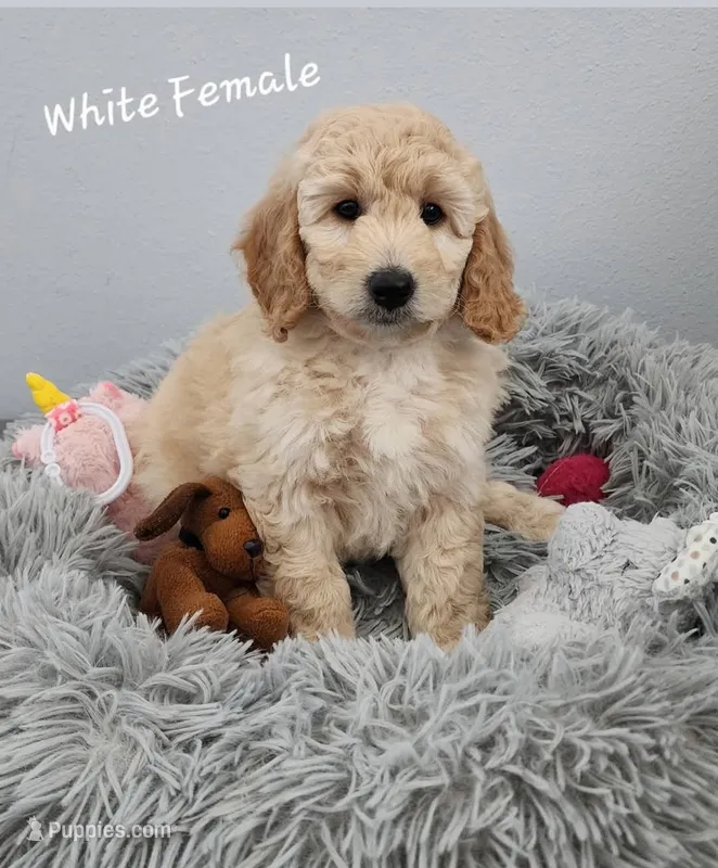Jasmine – Miniature Goldendoodle puppy for sale in Venice, FL