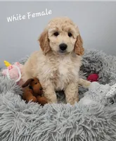 Jasmine, a female Miniature Goldendoodle for sale in Venice, FL – 1 of 4