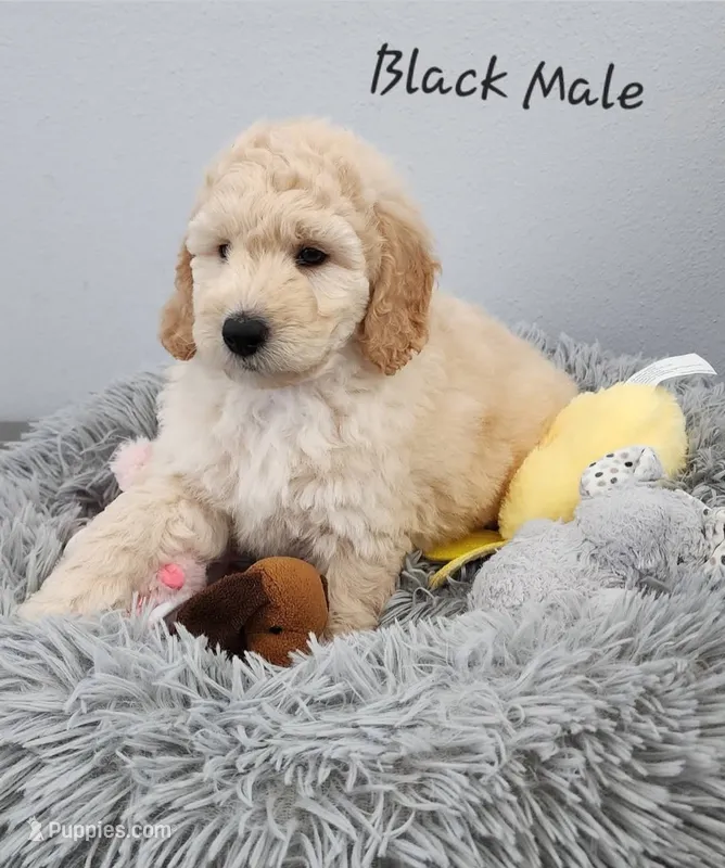 Birch – Miniature Goldendoodle puppy for sale in Venice, FL