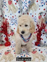 Birch, a male Miniature Goldendoodle for sale in Venice, FL – 2 of 4