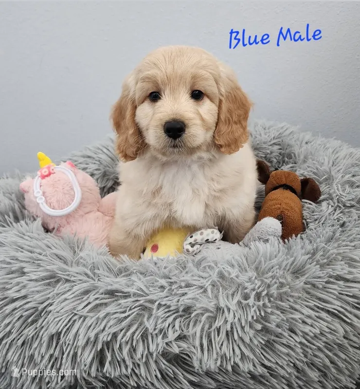 Oakley – Miniature Goldendoodle puppy for sale in Venice, FL