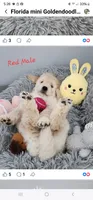Cedar, a male Miniature Goldendoodle for sale in Venice, FL – 2 of 4
