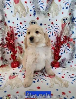 Oakley, a male Miniature Goldendoodle for sale in Venice, FL – 2 of 4