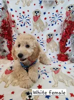 Jasmine, a female Miniature Goldendoodle for sale in Venice, FL – 2 of 4
