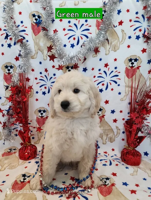 Douglass – Miniature Goldendoodle puppy for sale in Venice, FL