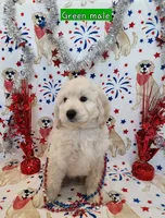 Douglass, a male Miniature Goldendoodle for sale in Venice, FL – 1 of 4
