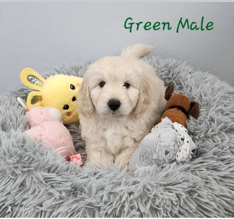 Douglass – Miniature Goldendoodle puppy for sale in Venice, FL
