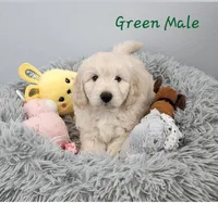 Douglass, a male Miniature Goldendoodle for sale in Venice, FL – 2 of 4