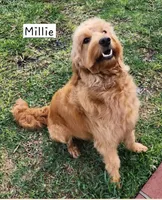 Jasmine, a female Miniature Goldendoodle for sale in Venice, FL – 4 of 4