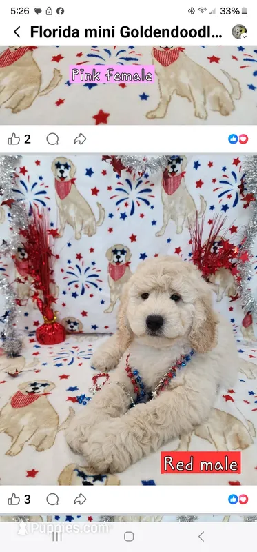 Cedar – Miniature Goldendoodle puppy for sale in Venice, FL