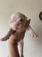 Selkie, a female Olde English Bulldogge for sale in Seguin, TX – 4 of 4
