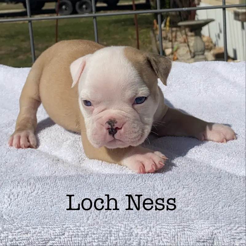 Loch Ness – Olde English Bulldogge puppy for sale in Seguin, TX