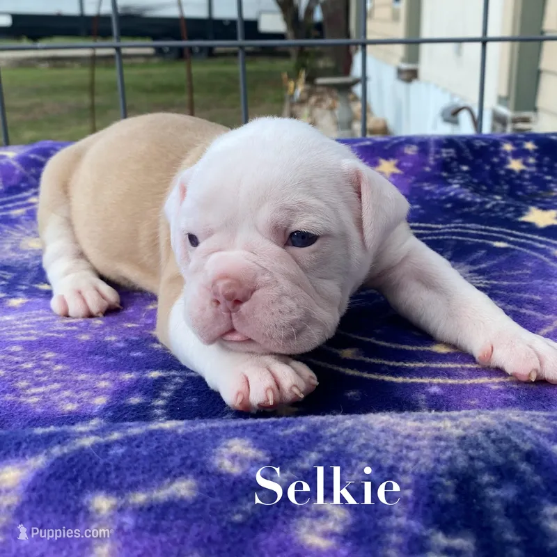 Selkie – Olde English Bulldogge puppy for sale in Seguin, TX