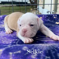Selkie, a female Olde English Bulldogge for sale in Seguin, TX – 1 of 4