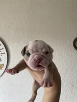 Leviathan , a male Olde English Bulldogge for sale in Seguin, TX – 4 of 4